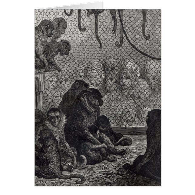 London Affen (Vorne)