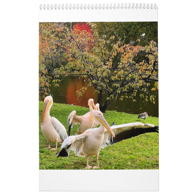 London Pelicans of St James's Park Kalender (Titelbild)