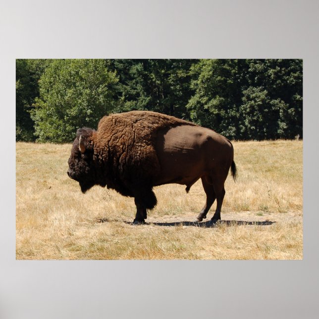 Lone Buffalo Poster (Vorne)