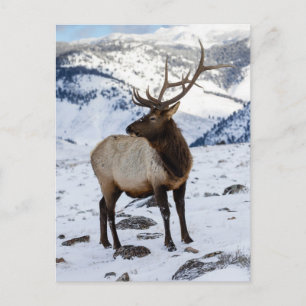 Lone Bull Elk in Snow Yellowstone National Park Postkarte
