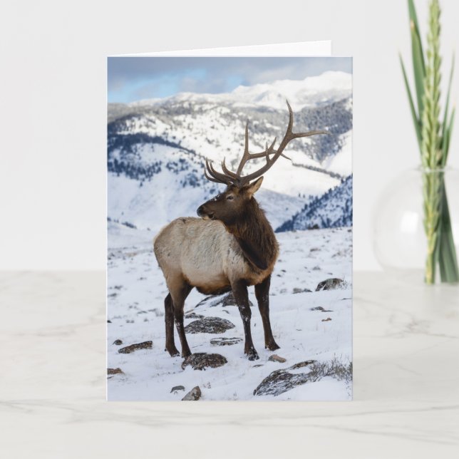 Lone Bull Elk in Snow | Yellowstone-Nationalpark Karte (Vorderseite)