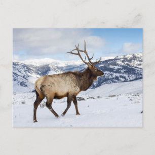 Lone Bull Elk Yellowstone National Park Postkarte