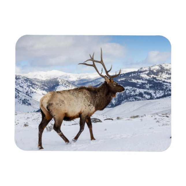 Lone Bull Elk | Yellowstone-Nationalpark Magnet (Horizontal)
