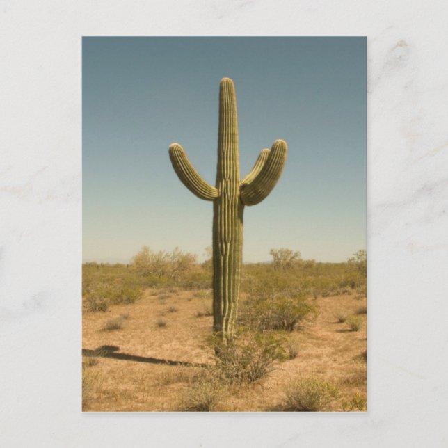 Lone Cactus Postkarte (Vorderseite)
