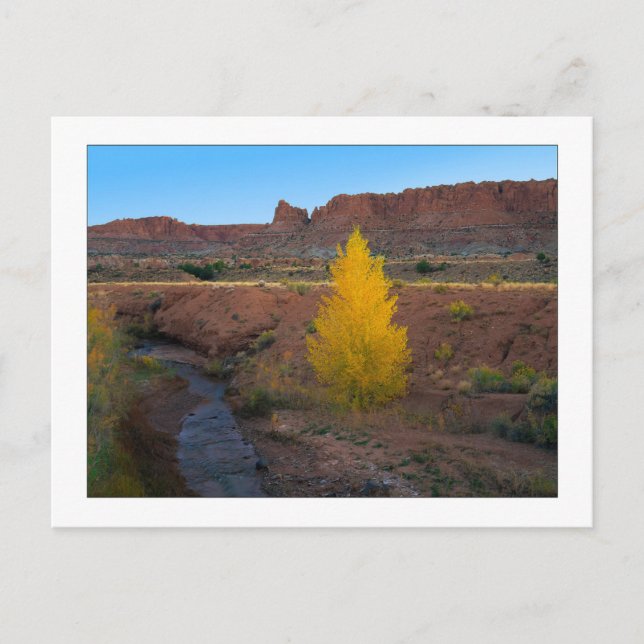 ‚Lone Cottonwood‘ Postkarte (Vorderseite)