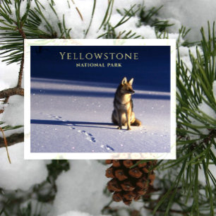 Lone Coyote in Snow, Footprints Yellowstone NP, WY Postkarte