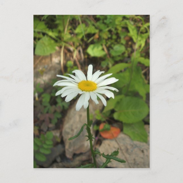 Lone Daisy Postkarte (Vorderseite)