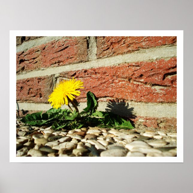 Lone Dandelion Poster (Vorne)