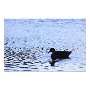 Lone Duck Wildlife Lake Water Ripples Fotografie