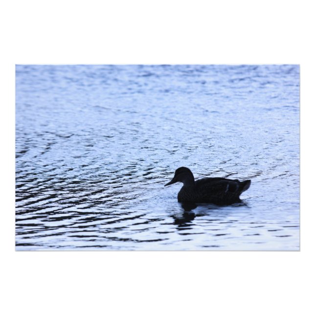 Lone Duck Wildlife Lake Water Ripples Fotografie (Vorne)