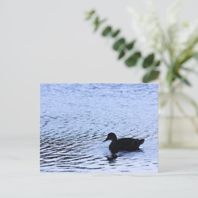 Lone Duck Wildlife Lake Water Ripples Fotografie Postkarte (Stehend Vorderseite)