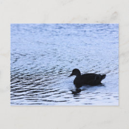 Lone Duck Wildlife Lake Water Ripples Fotografie Postkarte