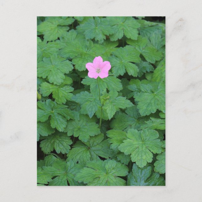 Lone Geranium Postkarte (Vorderseite)