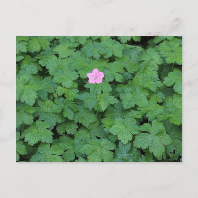 Lone Geranium Postkarte (Vorderseite)