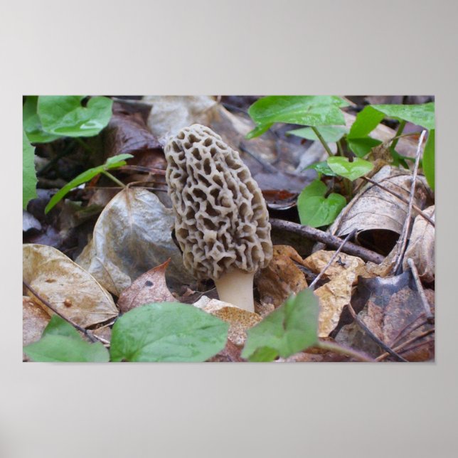 Lone Gray Morel Mushroom Poster (Vorne)