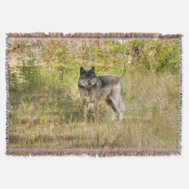 Lone Gray Wolf in der Wildnis Decke (Vorderseite)