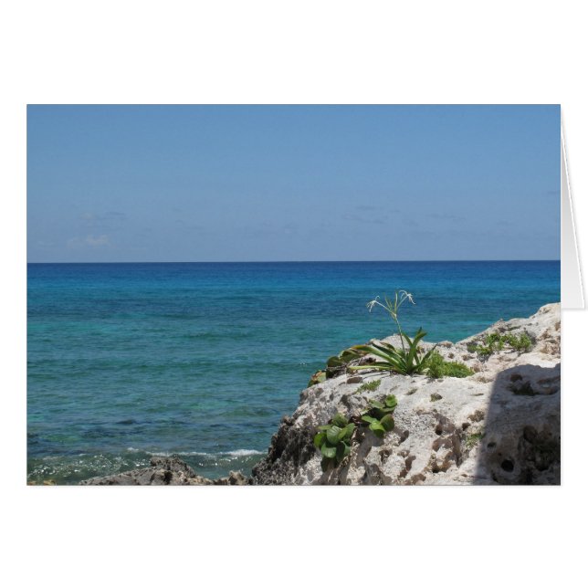 Lone Lily am Meer (Vorderseite (Horizontal))