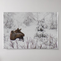 Lone Moose - Logan Guinn