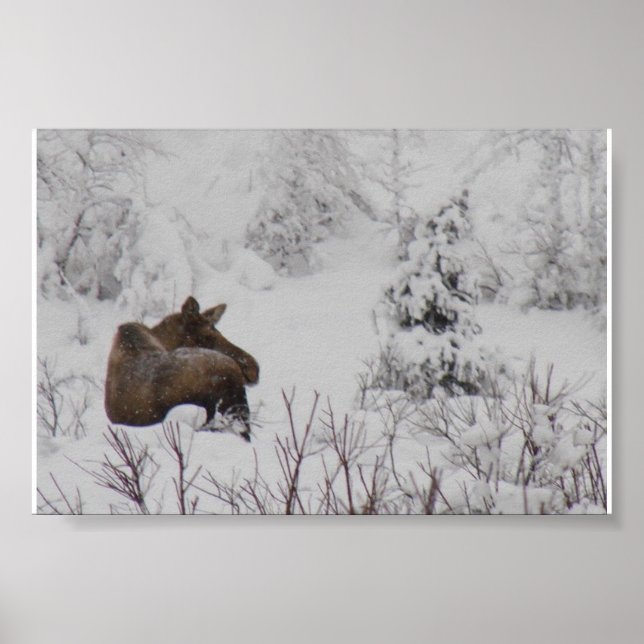 Lone Moose - Logan Guinn Poster (Vorne)