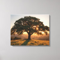 Lone Oak Hill Country Poster - Texas Landschaft