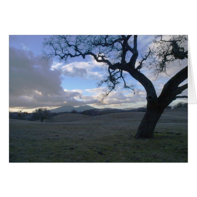 Lone Oak mit Blick auf den Diablo im Winter (Vorderseite (Horizontal))