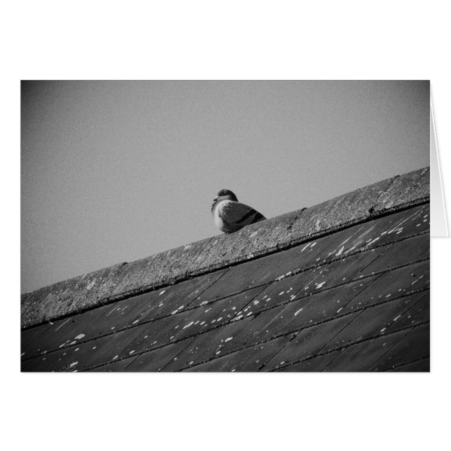 Lone Pigeon auf einem Dach (Vorderseite (Horizontal))