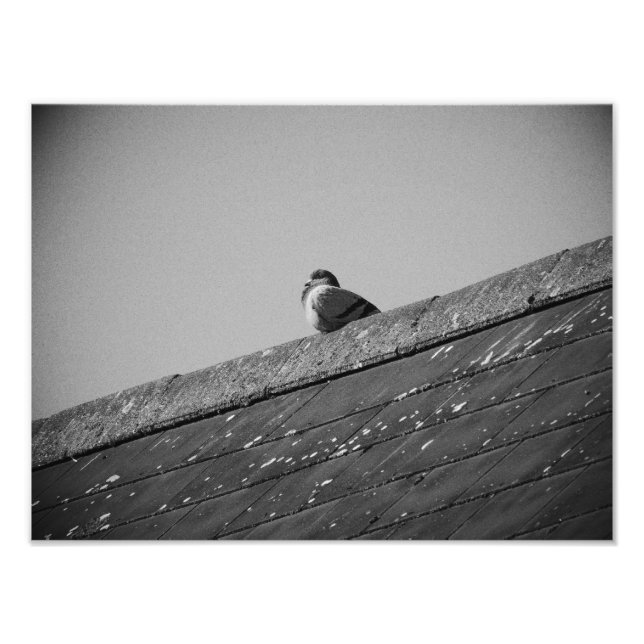 Lone Pigeon auf einem Dach Fotodruck (Vorne)