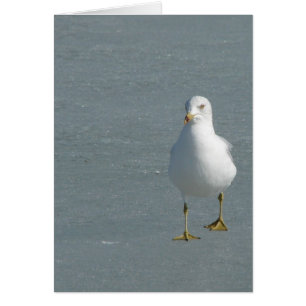 Lone Seagull auf dem Mississippi River Ice