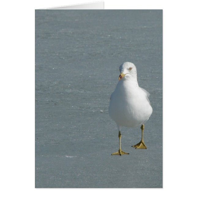 Lone Seagull auf dem Mississippi River Ice (Vorne)