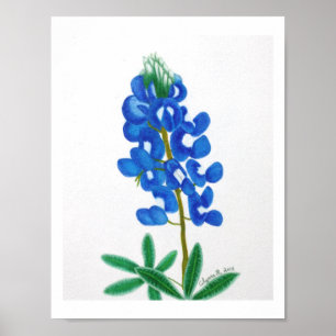 Lone Star Bluebonnet Print Poster