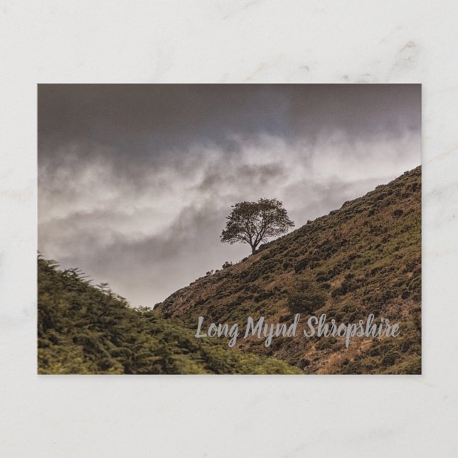 Lone Tree Long Mynd Shropshire Postkarte (Vorderseite)