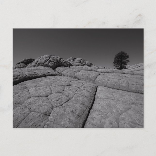 Lone Tree White Pocket Arizona Postkarte (Vorderseite)