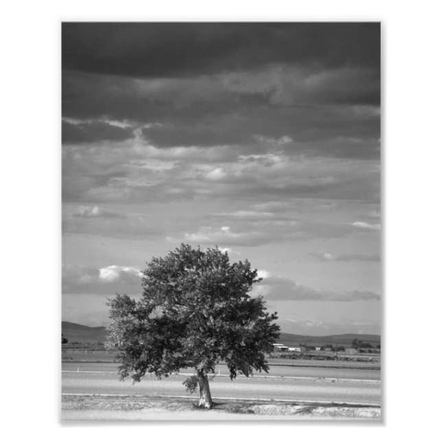 Lone Tree, Wilder Idaho Fotodruck (Vorne)