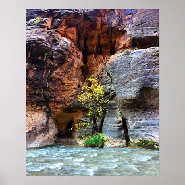 Lone Tree Zion National Park Jungfrau River Foto Poster (Vorne)