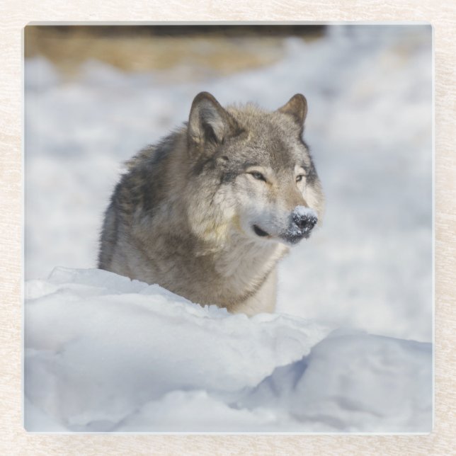 Lone Wolf im Schnee Glasuntersetzer (Vorderseite)