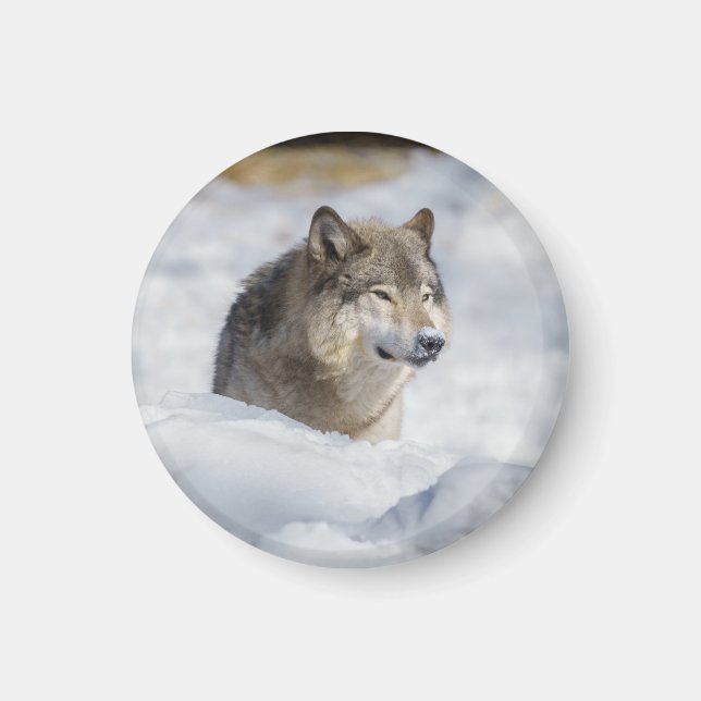 Lone Wolf im Schnee Magnet (Vorne)