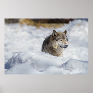 Lone Wolf im Schnee Poster