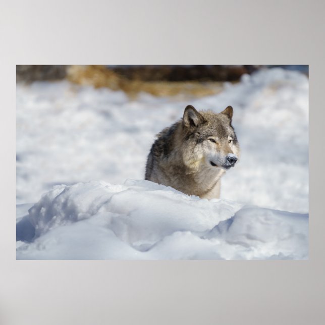 Lone Wolf im Schnee Poster (Vorne)