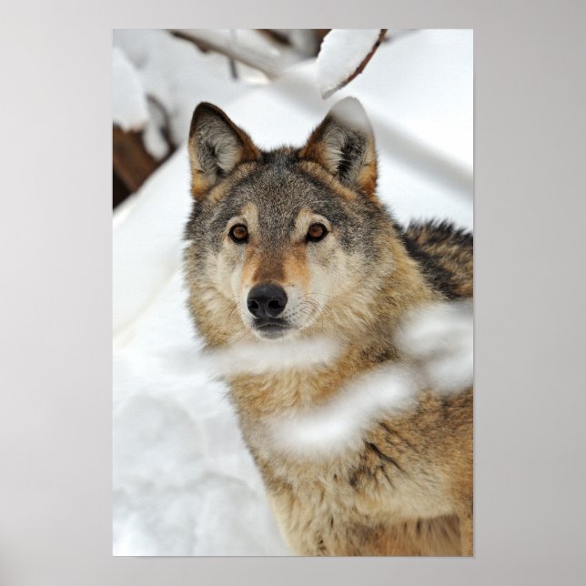 Lone Wolf in Snow Poster (Vorne)