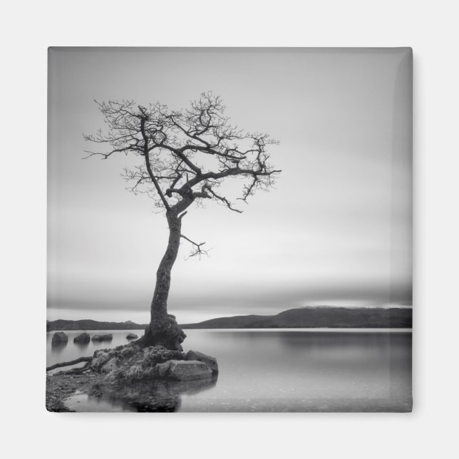 Lonely Bare Tree Magnet (Vorne)