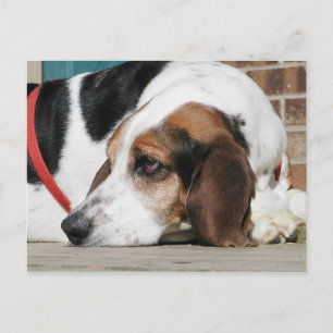 Lonely Basset Hound Postkarte