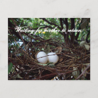 Lonely Birds Nest Postkarte