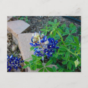 Lonely Bluebonnet Postkarte