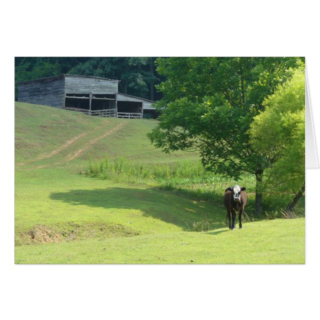 Lonely Calf (Vorderseite (Horizontal))