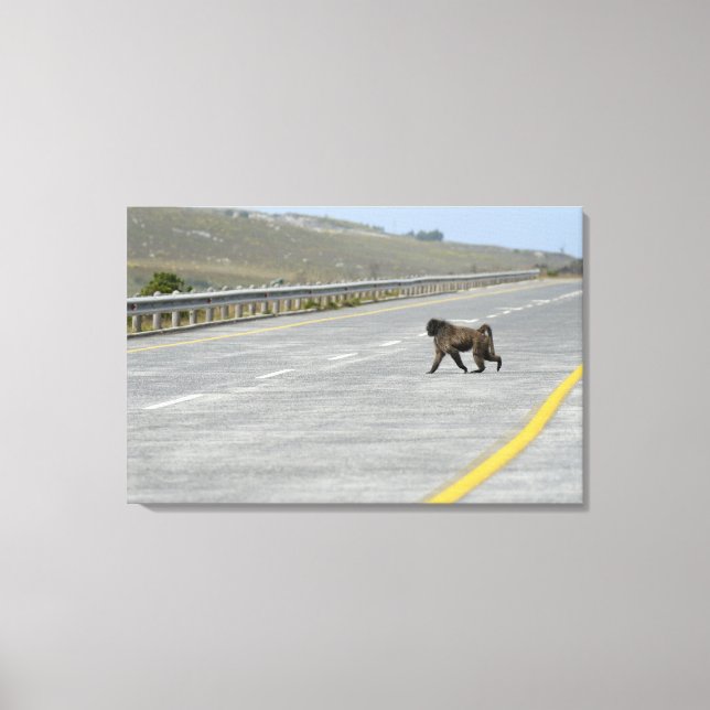 Lonely Chacma Baboon überquert Autobahn Leinwanddruck (Vorderseite)
