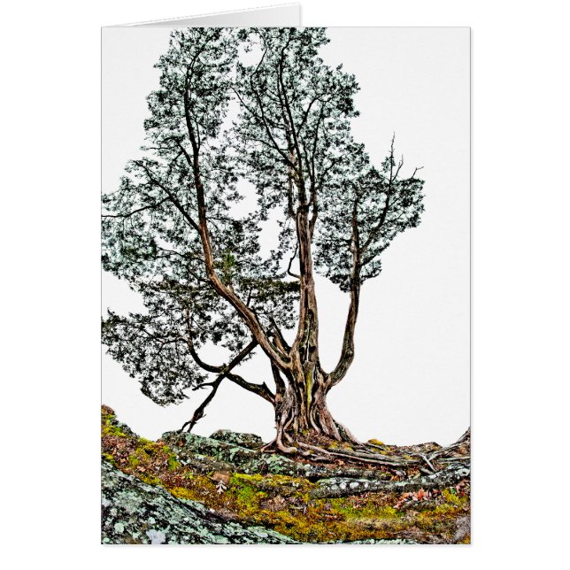Lonely Cypress (Vorne)