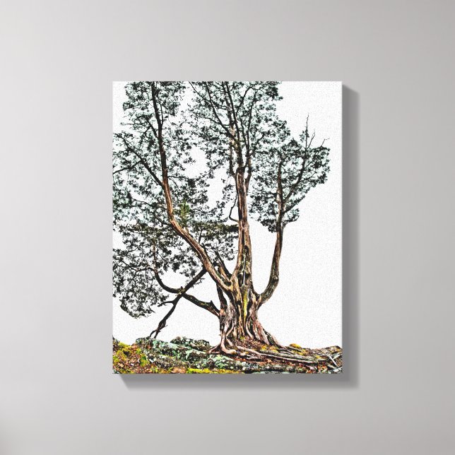 Lonely Cypress Leinwanddruck (Vorderseite)