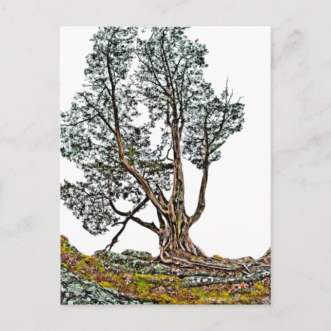 Lonely Cypress Postkarte (Vorderseite)