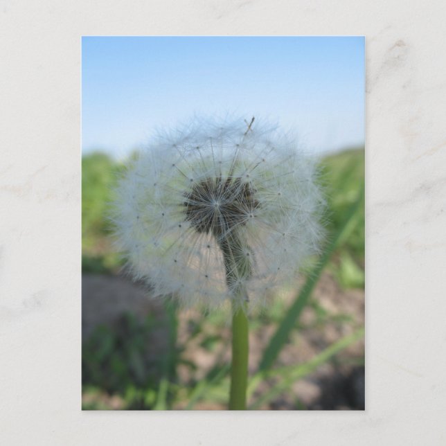 Lonely Dandelion, Senden Sie unfreundliche Postkar Postkarte (Vorderseite)
