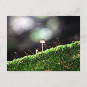 Lonely Fungus Postkarte